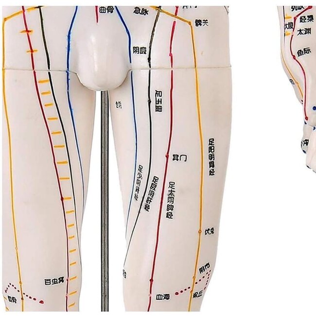 Acupunctuur model mannelijk - 50 cm