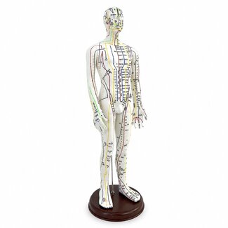 Acupunctuur model mannelijk - 50 cm