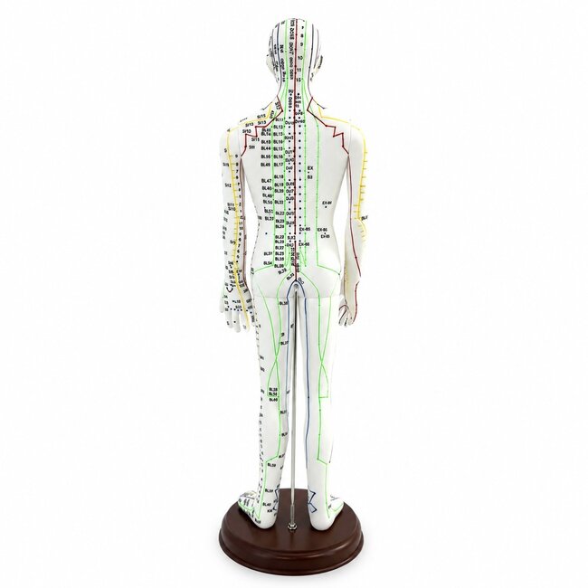 Acupunctuur model mannelijk - 50 cm