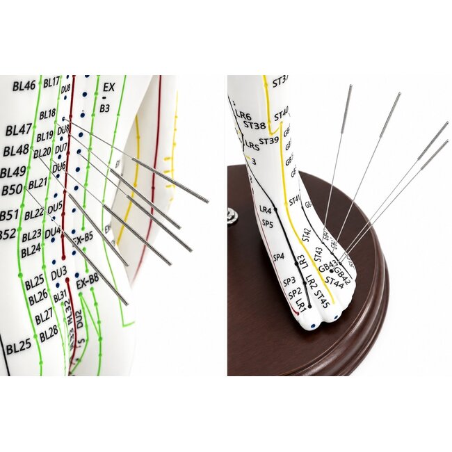 Acupunctuur model mannelijk - 50 cm