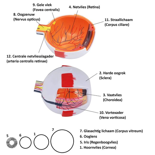 Anatomisch model van het Oog 6 x vergroot