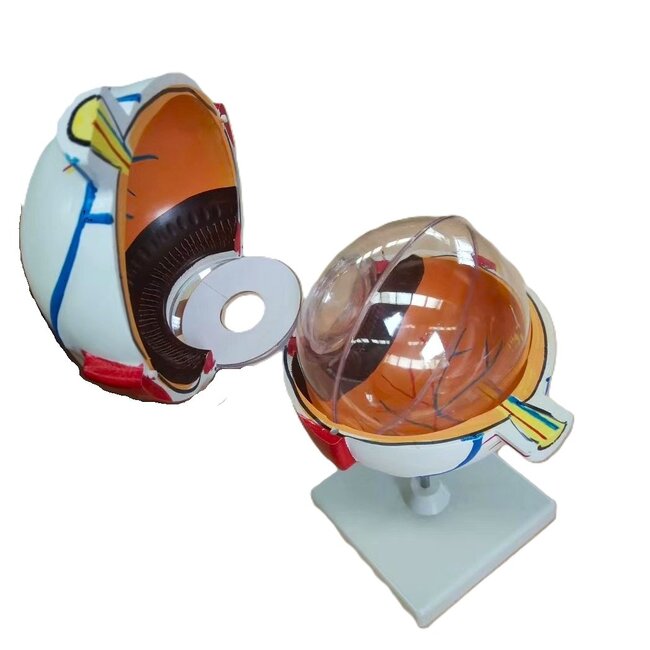 Anatomisch model van het Oog 6 x vergroot