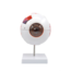 Anatomisch model van het Oog 6 x vergroot