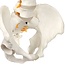Anatomisch Wervelkolommodel met Bekken & Hernia – Levensgroot | 85cm