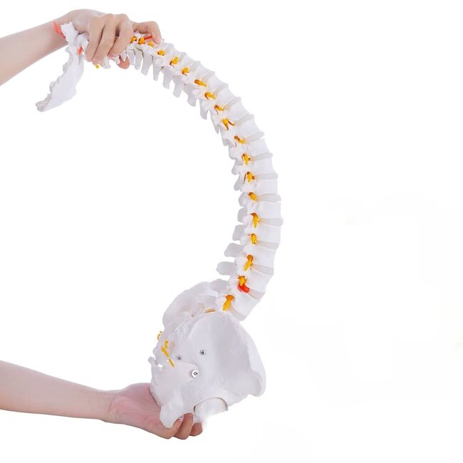 Anatomisch Wervelkolommodel met Bekken & Hernia – Levensgroot | 85cm