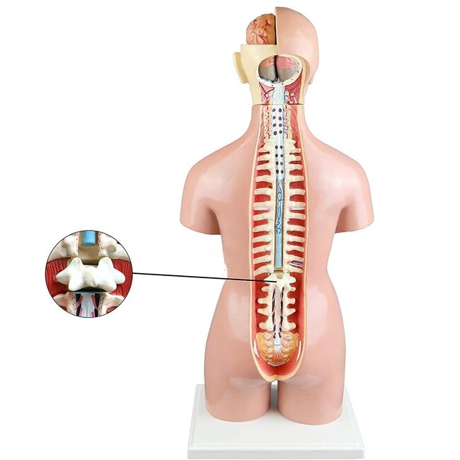 Anatomische Torso Menselijk Lichaam 55 cm – 19-delig Unisex Model