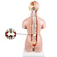 Anatomische Torso Menselijk Lichaam 55 cm – 19-delig Unisex Model