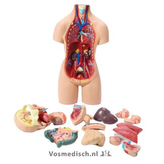 Anatomische Torso Menselijk Lichaam 55 cm – 19-delig Unisex Model