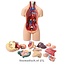 Anatomische Torso Menselijk Lichaam 55 cm – 19-delig Unisex Model