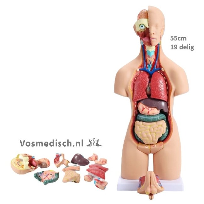 Anatomische Torso Menselijk Lichaam 55 cm – 19-delig Unisex Model