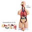 Anatomische Torso Menselijk Lichaam 55 cm – 19-delig Unisex Model