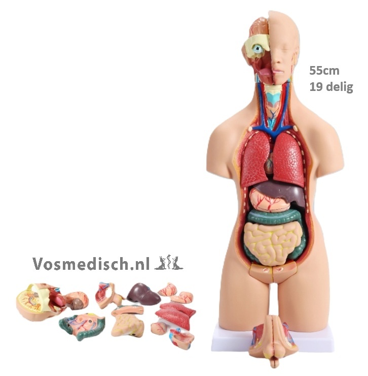 Anatomische Torso Menselijk Lichaam 55 cm – 19-delig Unisex Model, foto 3 van 6