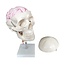 Anatomisch Schedelmodel met 8-delig Brein en Nekwervels