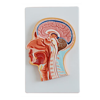 Anatomisch Model Doorsnede van het Hoofd - Mediaan genummerd