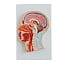 Anatomisch Model Doorsnede van het Hoofd - Mediaan genummerd