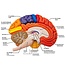 Anatomisch Hersenenmodel - Halve Hersenen met Hersenenstam – Kleurgecodeerd – Educatief Breinmodel op Standaard – Cerebrale Anatomie