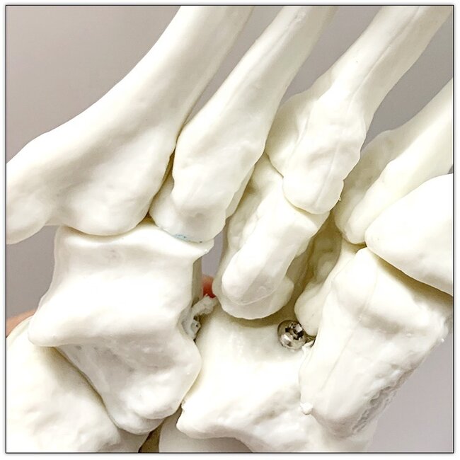 Anatomisch model van de Voet, ware grootte - Budget model