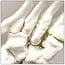 Anatomisch model van de Voet, ware grootte - Budget model