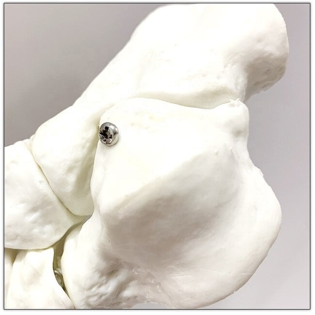 Anatomisch model van de Voet, ware grootte - Budget model