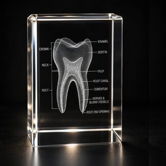 3D model van een tand in glazen blok