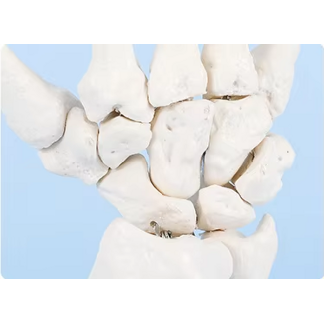 Anatomisch Handmodel op Ware Grootte – Handskelet op Standaard