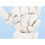Anatomisch Handmodel op Ware Grootte – Handskelet op Standaard