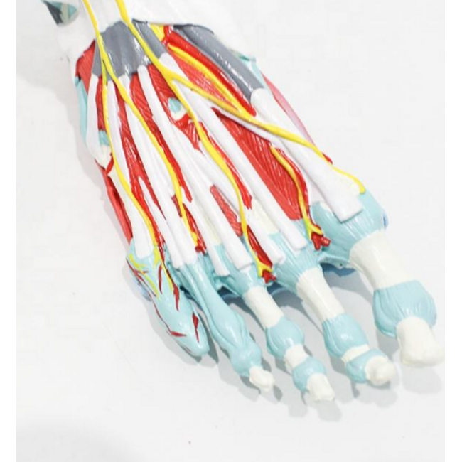 Anatomisch model van de voet met spieren en ligamenten, zenuwen en aderen - 7-delig, ware grootte