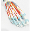 Anatomisch model van de voet met spieren en ligamenten, zenuwen en aderen - 7-delig, ware grootte