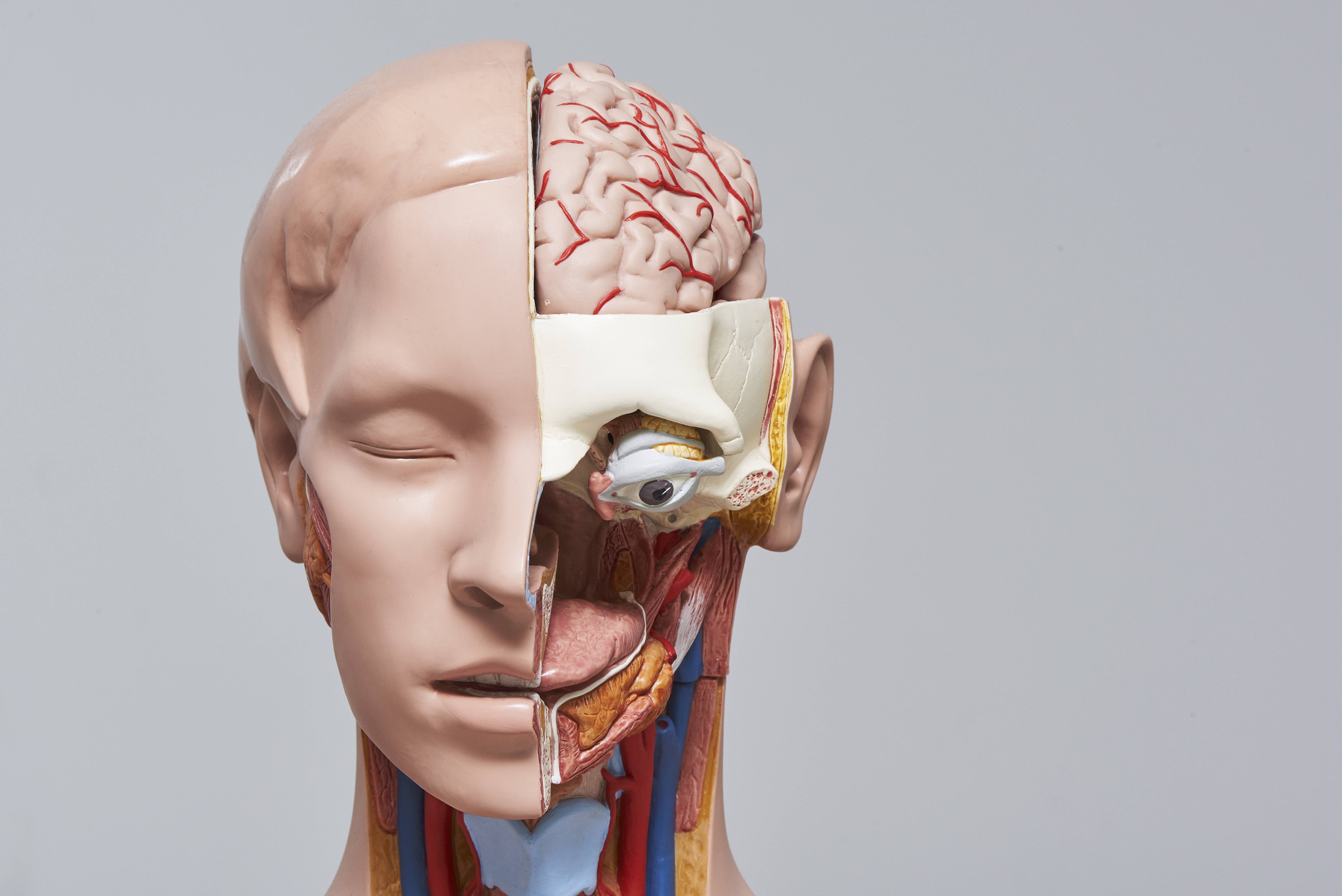Anatomie modellen