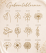 Coin armband met geboortebloemen