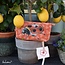 Pouch Ladybird - Toilettas