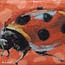 Pouch Ladybird - Toilettas