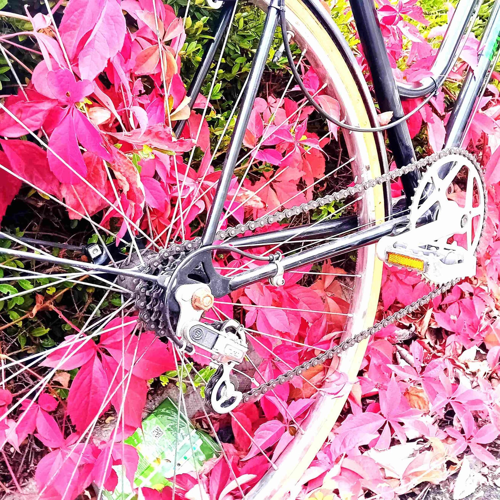 Frontline Frontline Bikes Black Step-Through