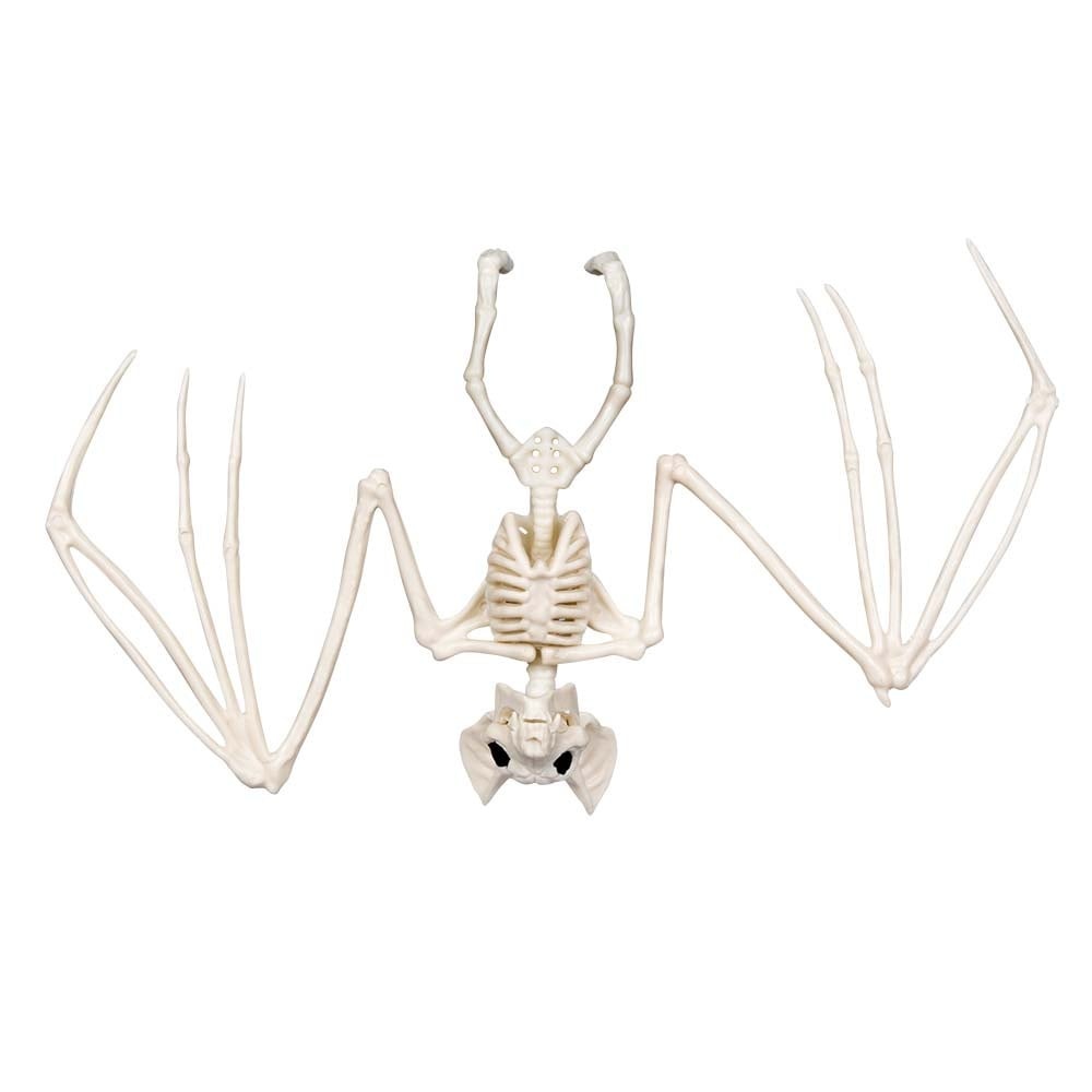 Halloween Spinne Skelett 23cm - Partywinkel