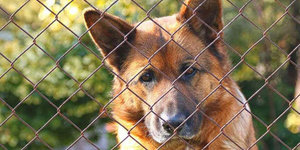 Clôtures bon marché pour votre chien