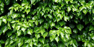 Grillage pour plantes grimpantes