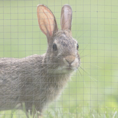 Grillage à lapin