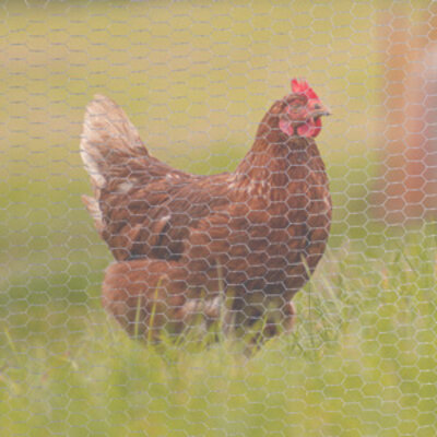 Grillage à poussins