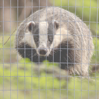 Grillage de blaireaux