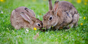5 points à considérer lors de l'achat d'un grillage pour lapins 