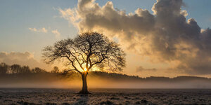 Fixation des attaches d'arbre 