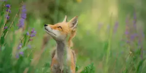 Comment rendre le poulailler résistant aux renards ? 