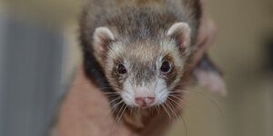 Repousser les martres : comment le faire soi-même ?