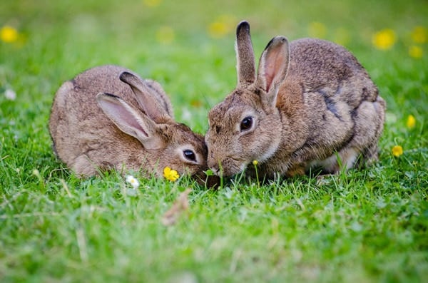 Laisser un lapin en liberté dans le jardin:  attention !             