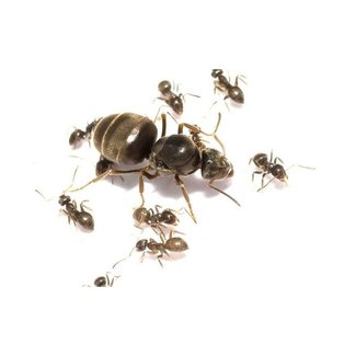 Lasius niger colony, queen and 5-10 workers