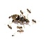 Lasius niger kolonie, koningin en 5-10 werksters