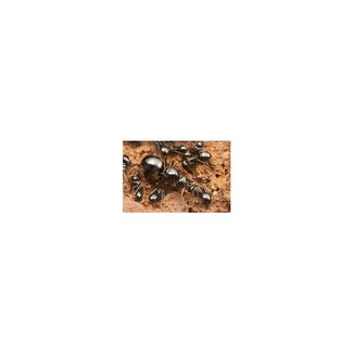 Formica fusca, grauwzwarte renmier 5-10