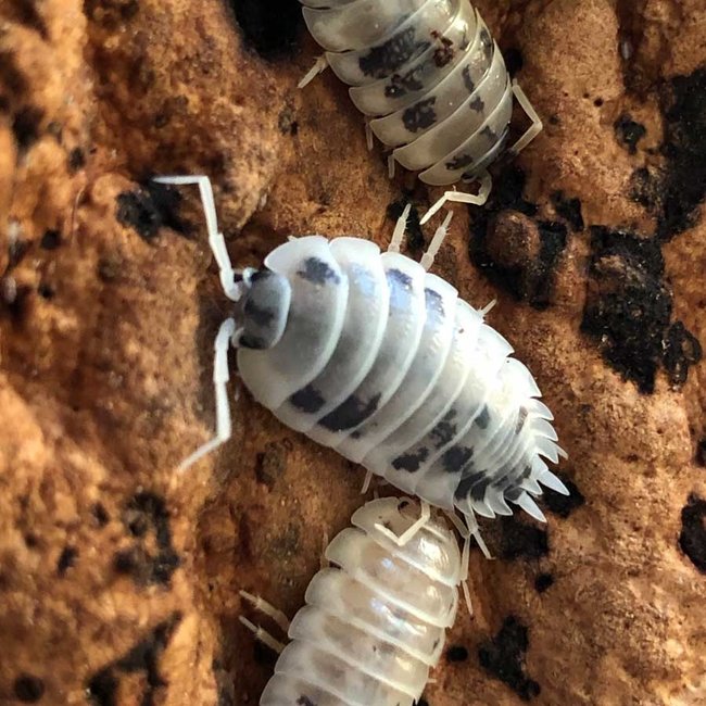Isopod Porcellio laevis "Dairy Cow" Mierenboerderij.nl