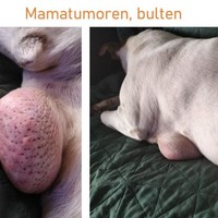 Zelf alleen maar noedels eten, om voer voor je huisdier te kunnen kopen…