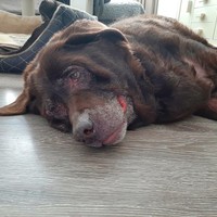 DE WERELD VAN JOEY WAS NIET GROTER DAN EEN GARAGEBOX